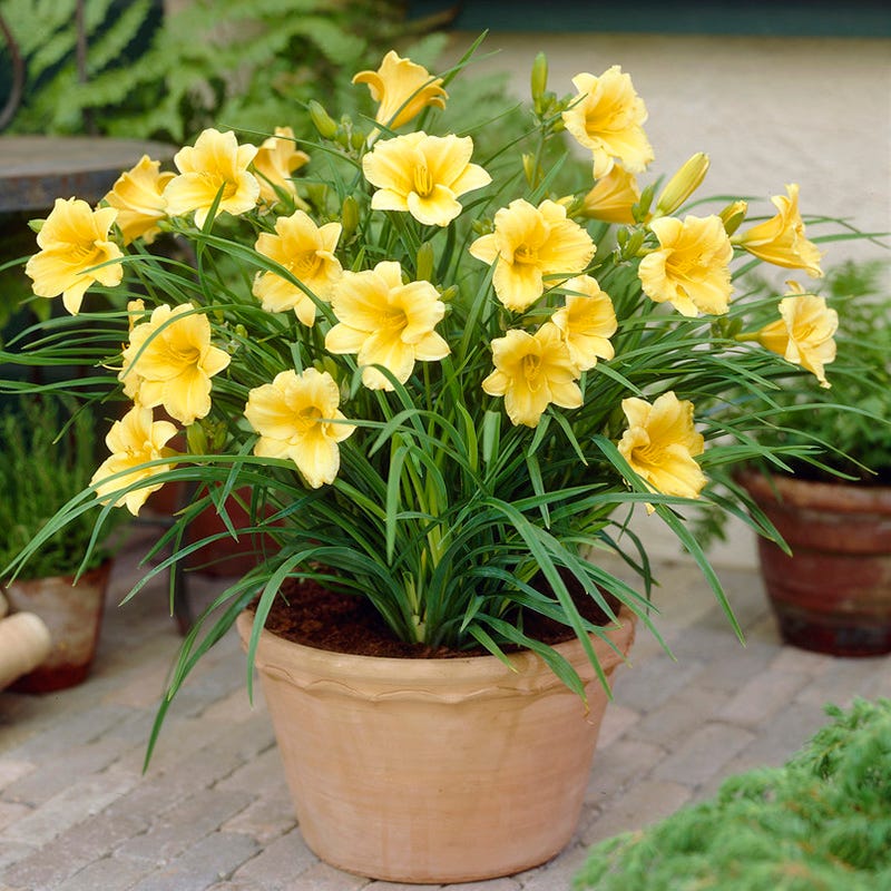 Stella D'Oro Reblooming Daylily - Image 4