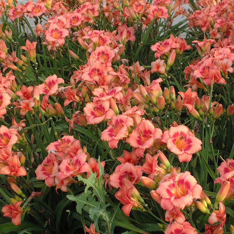 Strawberry Candy Reblooming Daylily - Image 2