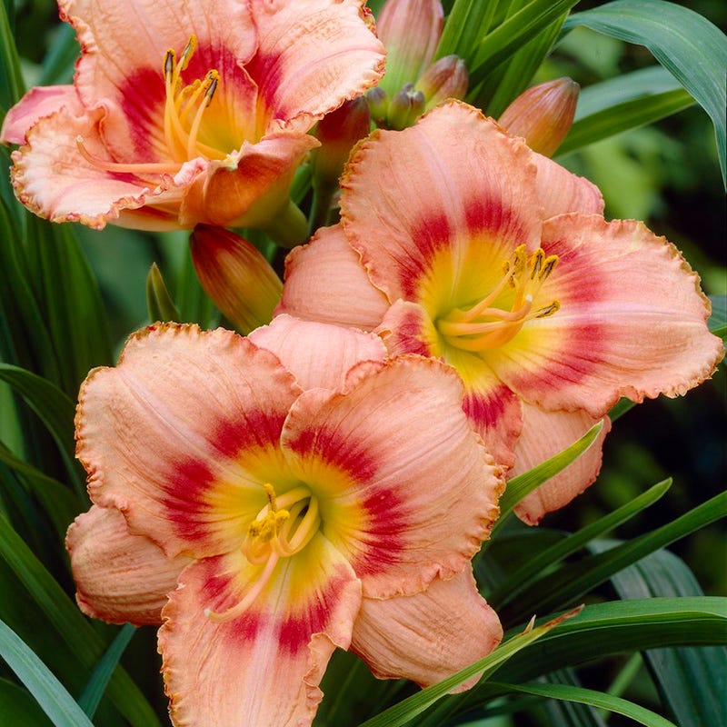 Strawberry Candy Reblooming Daylily - Image 3