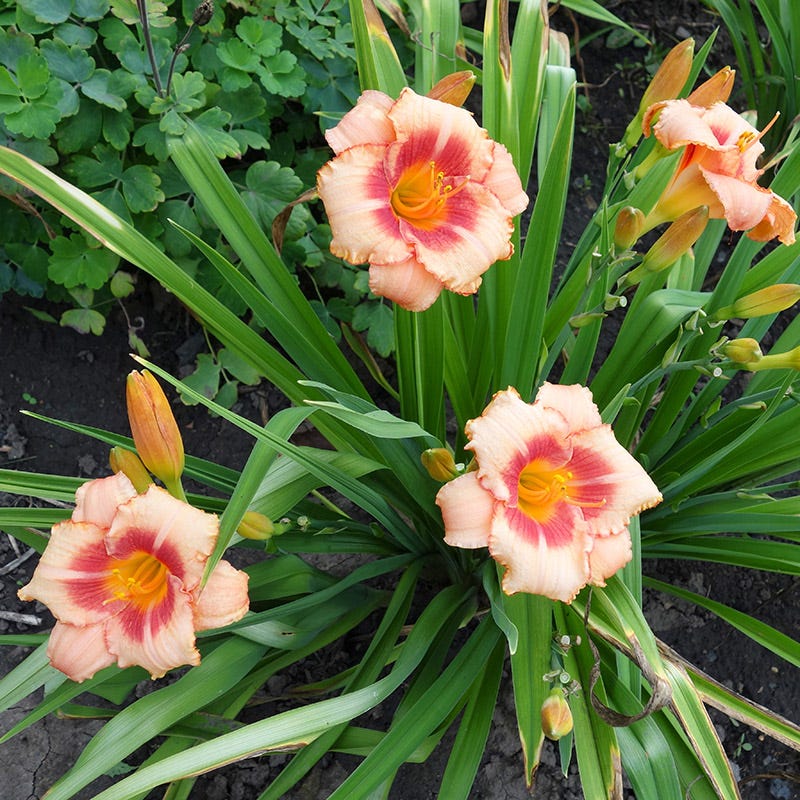 Strawberry Candy Reblooming Daylily - Image 4