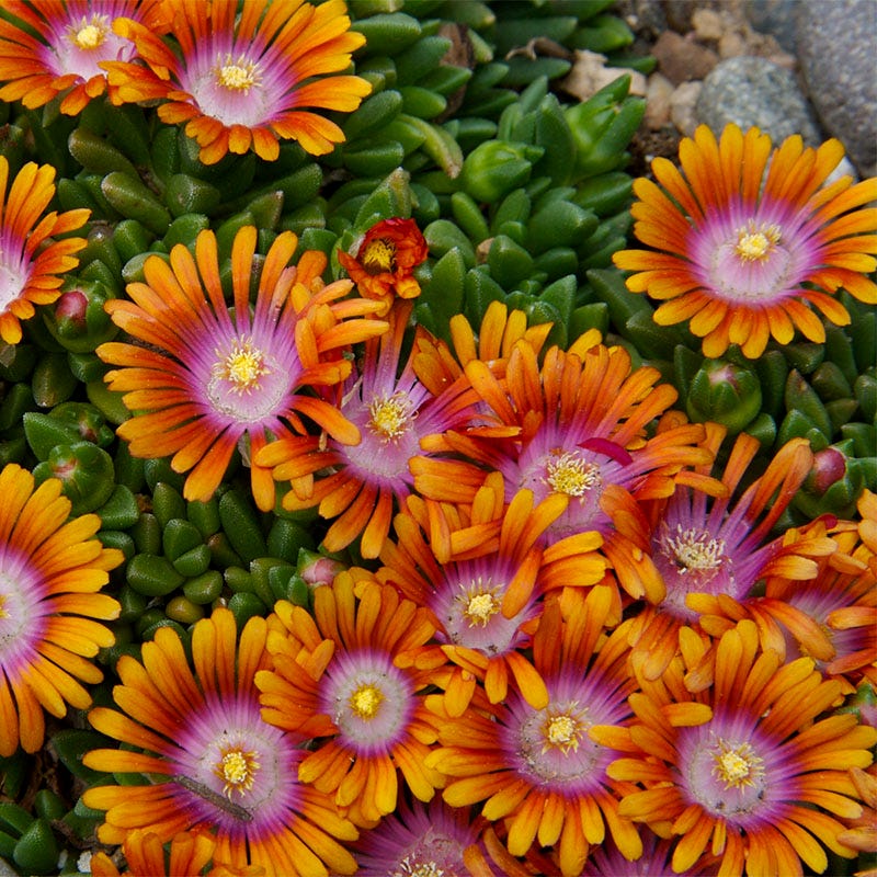 Plant Select® Waterwise Perennial Collection - Image 5