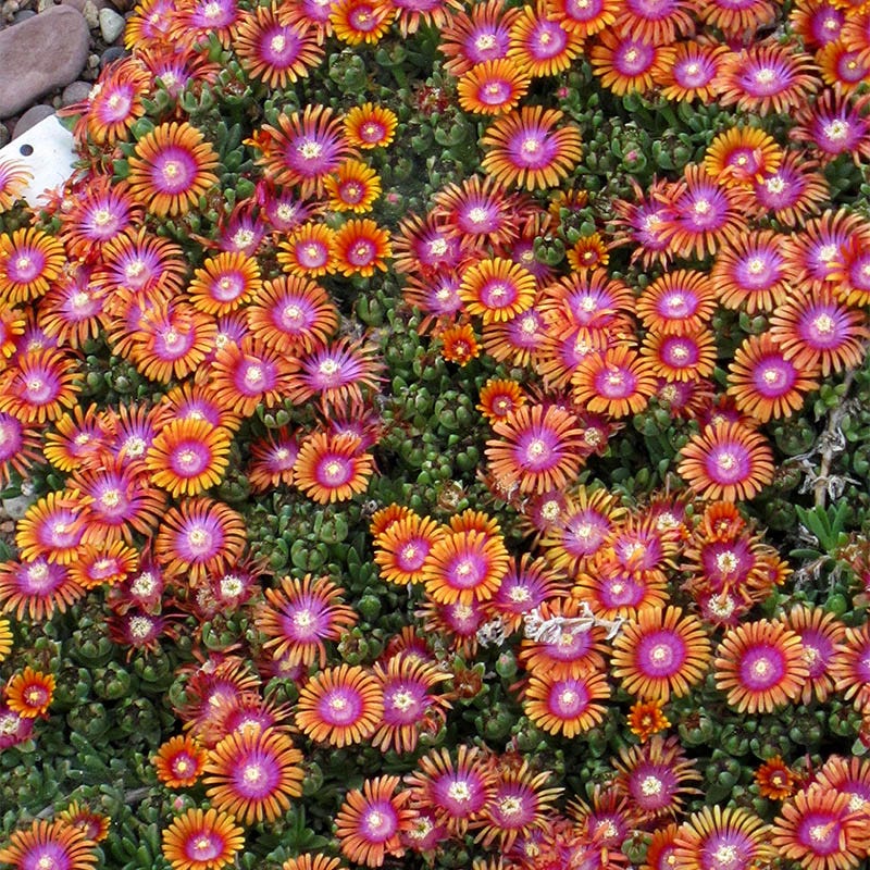 Fire Spinner® Ice Plant - Image 2