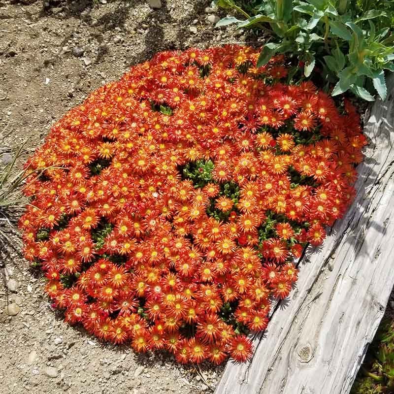 Granita® Orange Ice Plant - Image 2