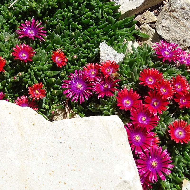 Granita® Raspberry Ice Plant - Image 2