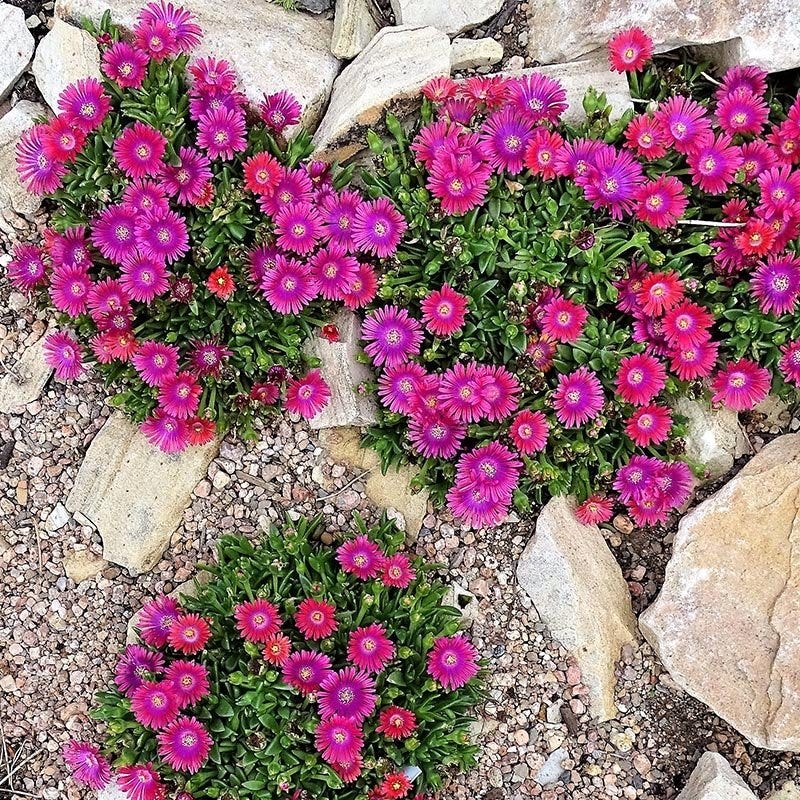 Granita® Raspberry Ice Plant - Image 4