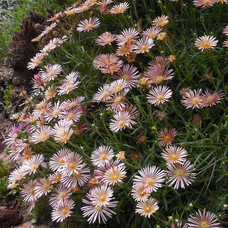 Ice Plant Collection (Delosperma) - Image 3