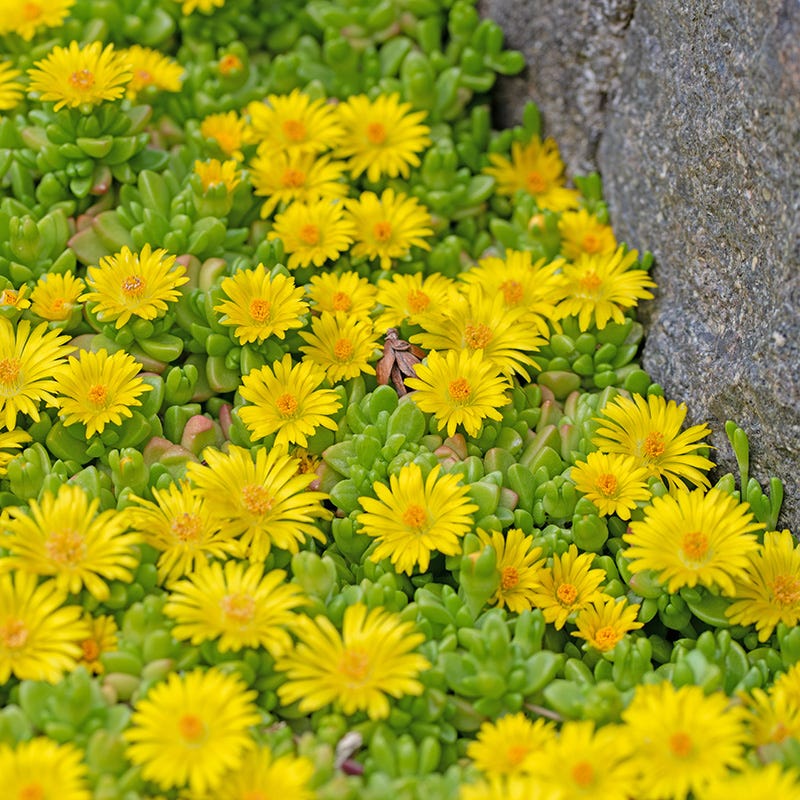 Hardy Yellow Ice Plant - Image 3