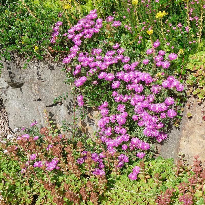 TABLE MOUNTAIN® Ice Plant - Image 2