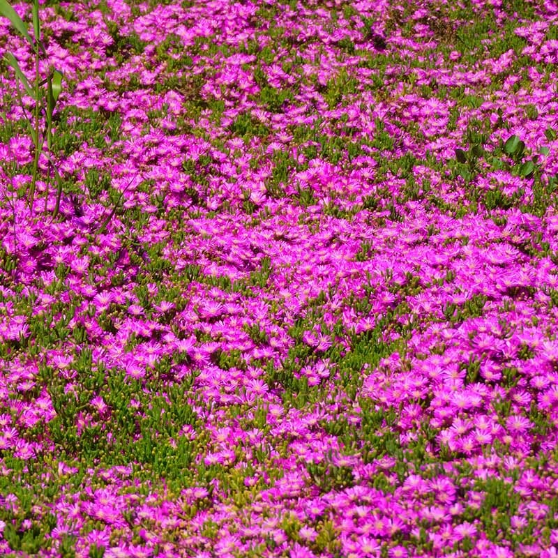 TABLE MOUNTAIN® Ice Plant - Image 3
