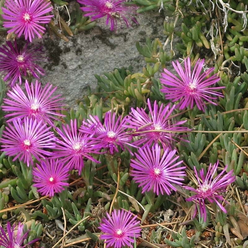 TABLE MOUNTAIN® Ice Plant - Image 4