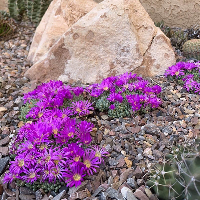 Tufted Ice Plant - Image 2