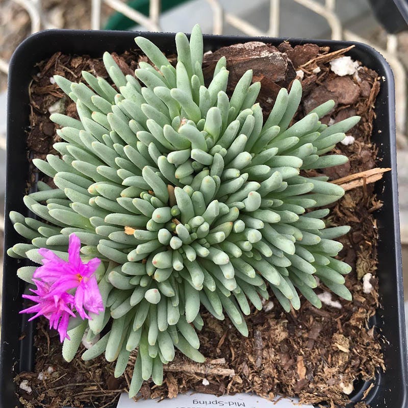 Tufted Ice Plant - Image 3
