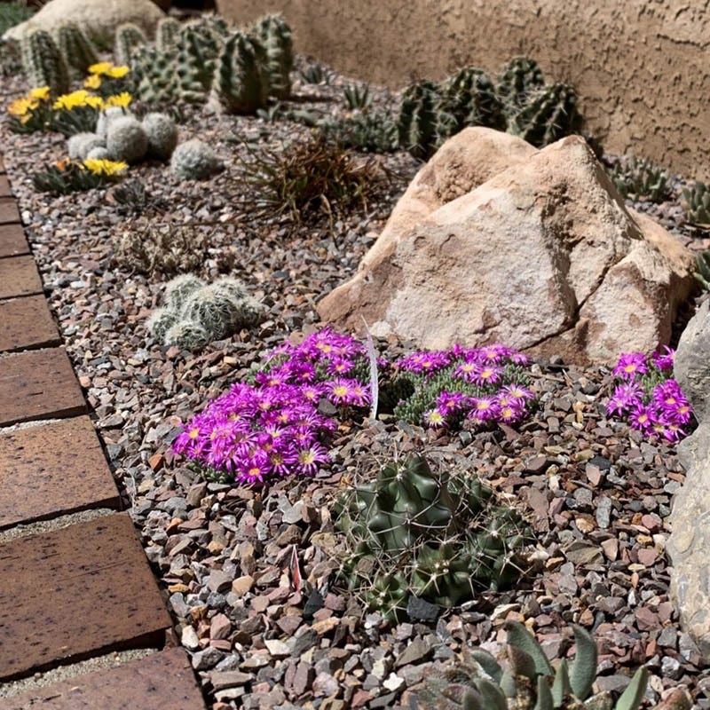 Tufted Ice Plant - Image 5