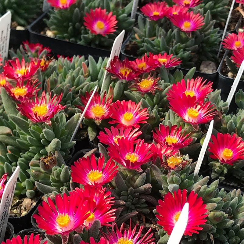 Jewel of Desert Garnet Ice Plant - Image 3