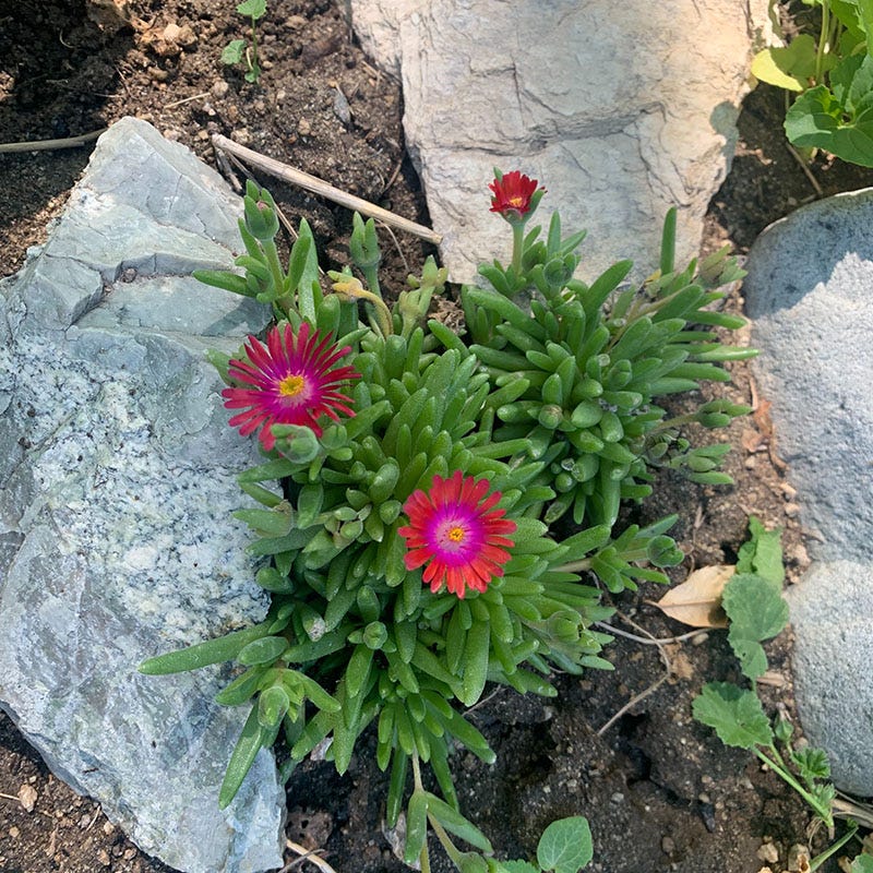 Jewel of Desert Garnet Ice Plant - Image 4