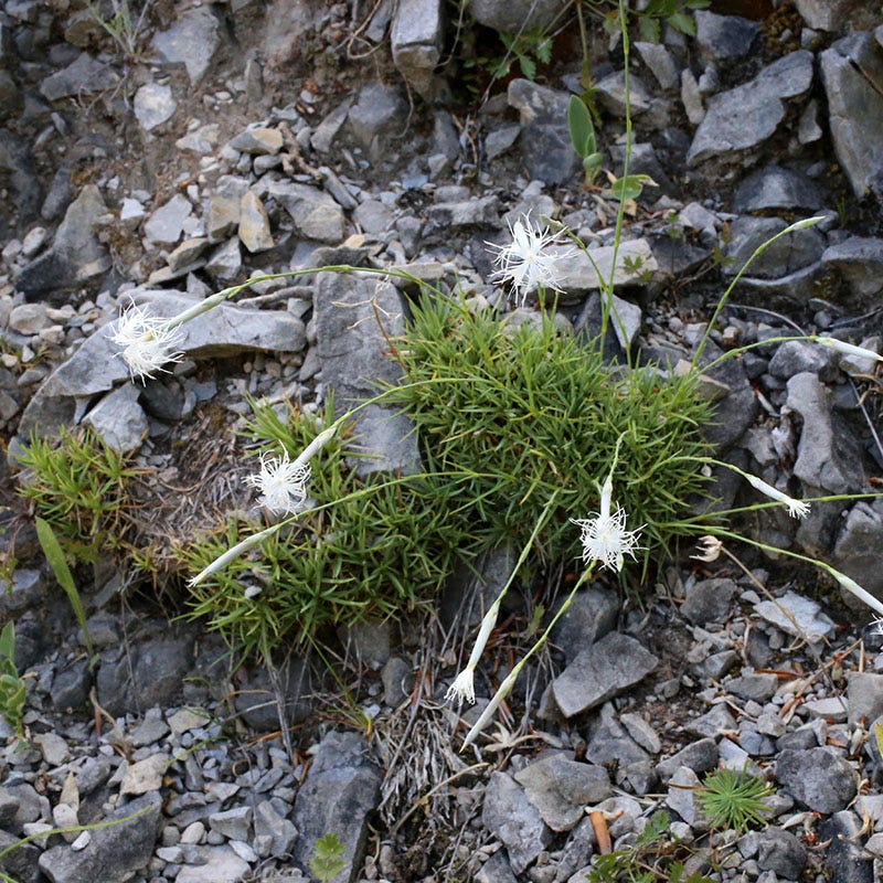 Fragrant Snowflake Dianthus - Image 3