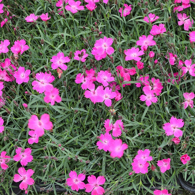 Kahori® Pink Dianthus - Image 2