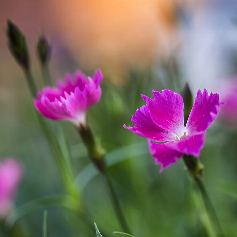Kahori® Pink Dianthus - Image 3