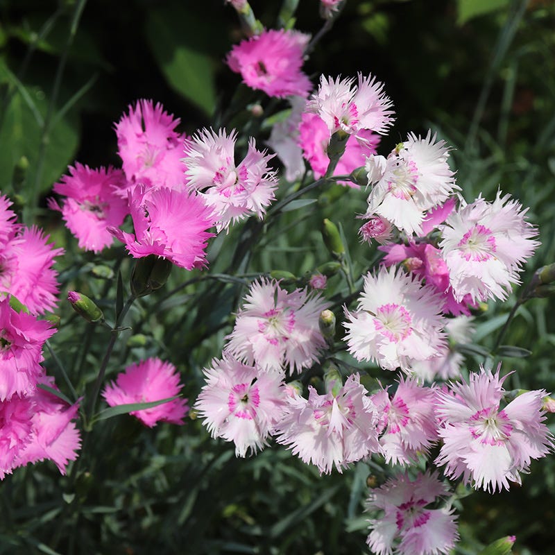 Spring Beauty Dianthus Mix - Image 2