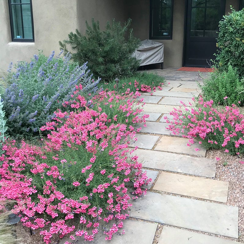 Coral Canyon® Twinspur (Diascia) - Image 3
