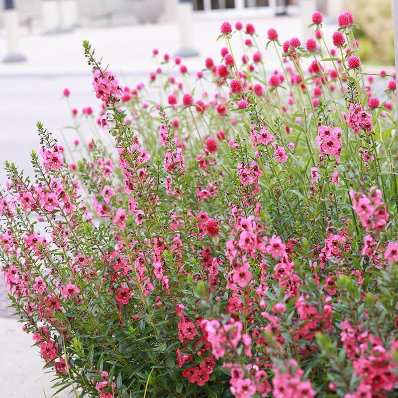 Coral Canyon® Twinspur (Diascia) - Image 4