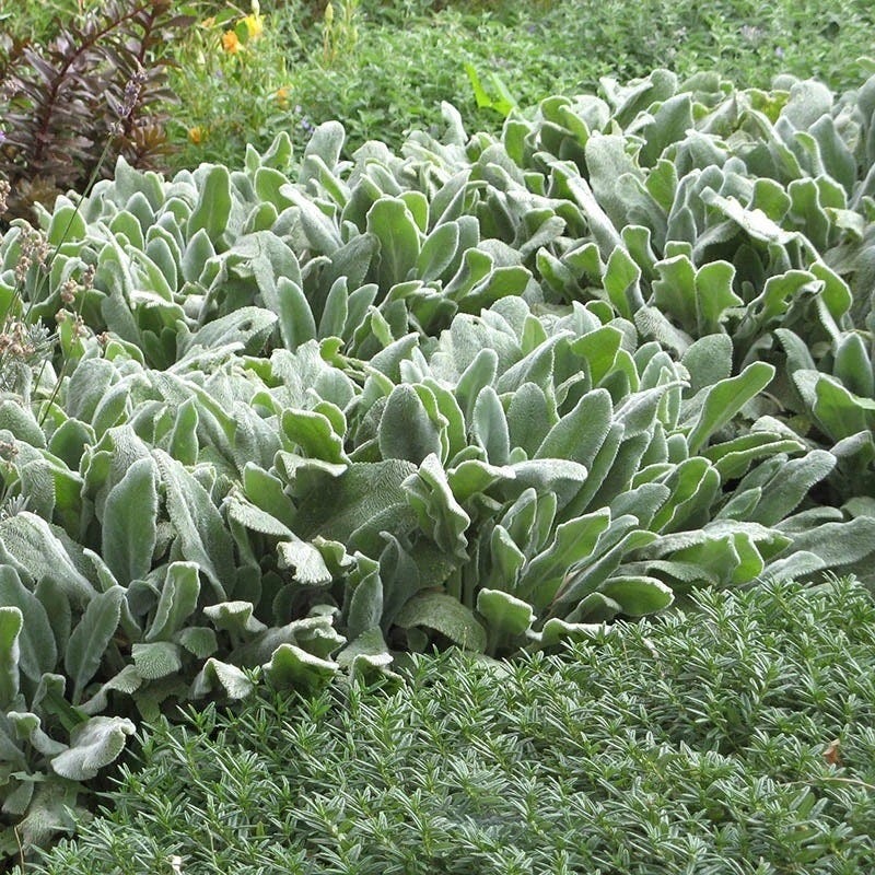 Fabulous Flowers & Foliage Shade Pre-Planned Garden - Image 6