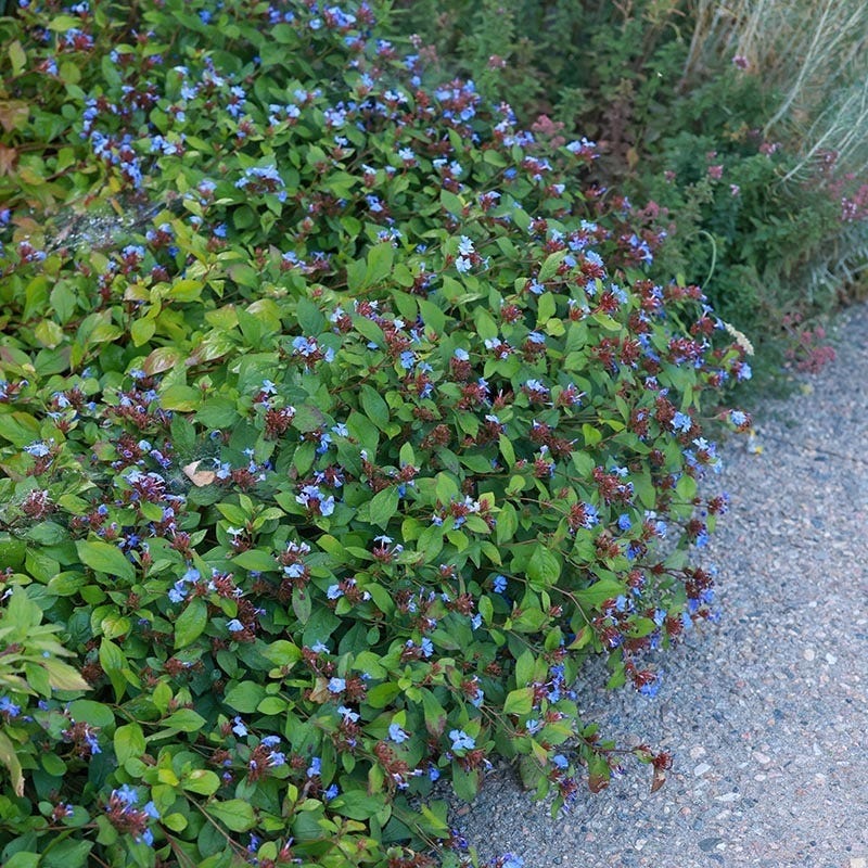 Dry Shade Groundcover Collection - Image 4