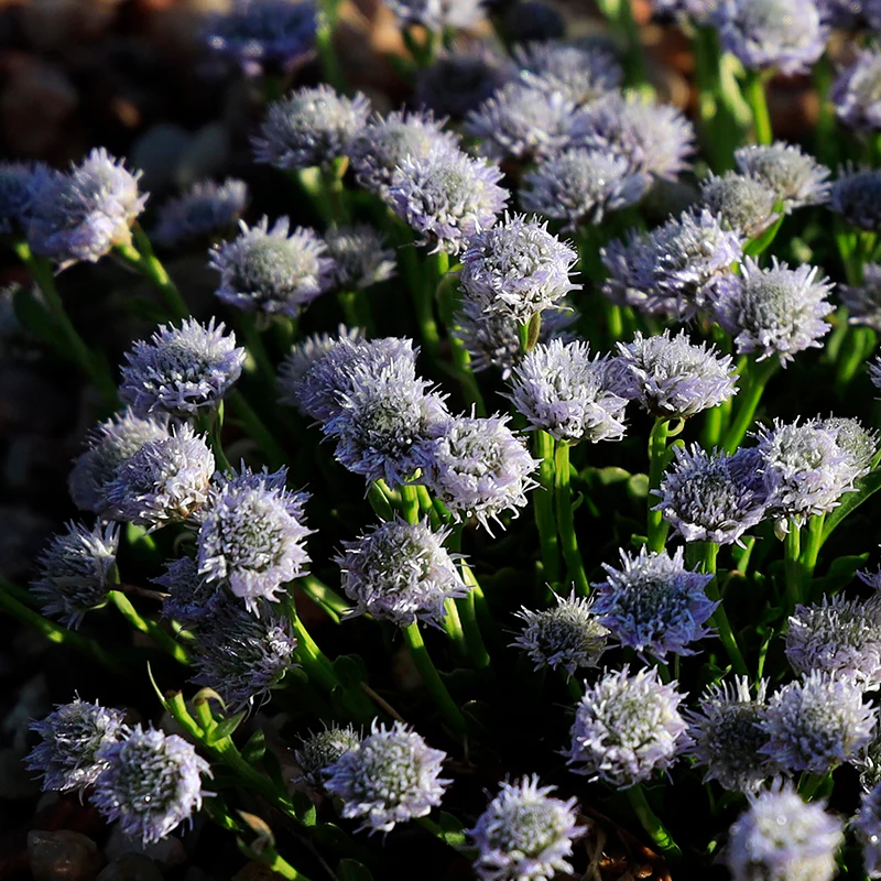 Tiny Dancer™ Dwarf Globeflower - Image 2