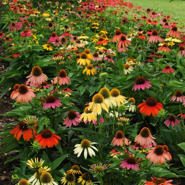 Cheyenne Spirit Echinacea - Image 3