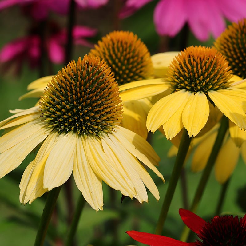 Mellow Yellows Echinacea - Image 2