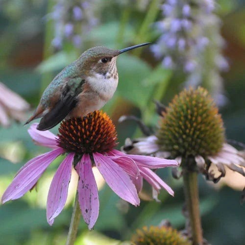 Echinacea purpurea - Image 2