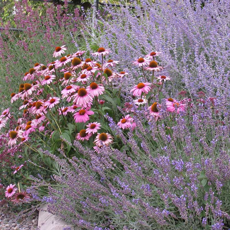 Echinacea purpurea - Image 4