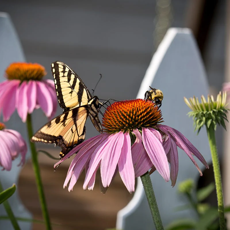 Echinacea purpurea - Image 5