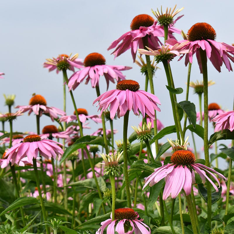 Magnus Echinacea - Image 2
