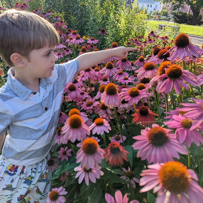 PowWow® Wild Berry Echinacea - Image 4
