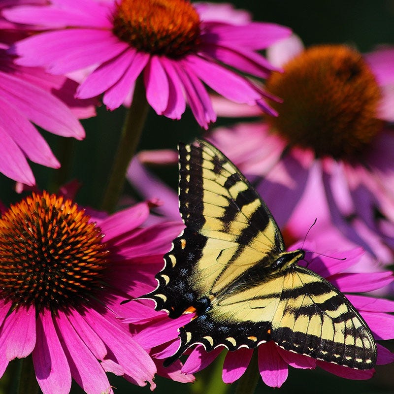Ruby Star Echinacea - Image 3
