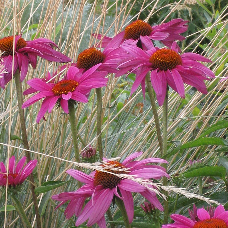 Ruby Star Echinacea - Image 4