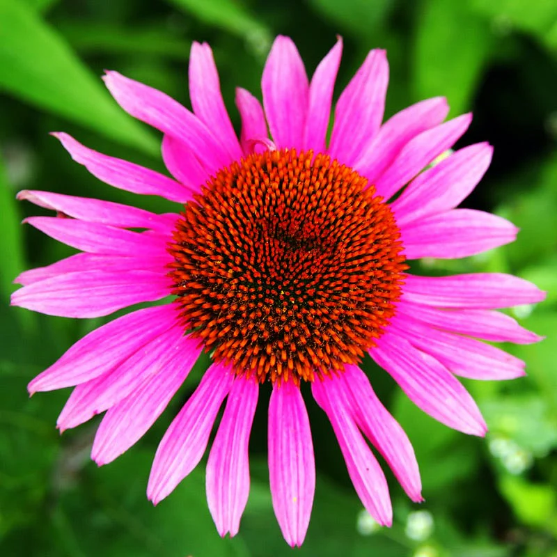 Ruby Star Echinacea - Image 5