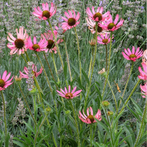 Rocky Top Echinacea - Image 3