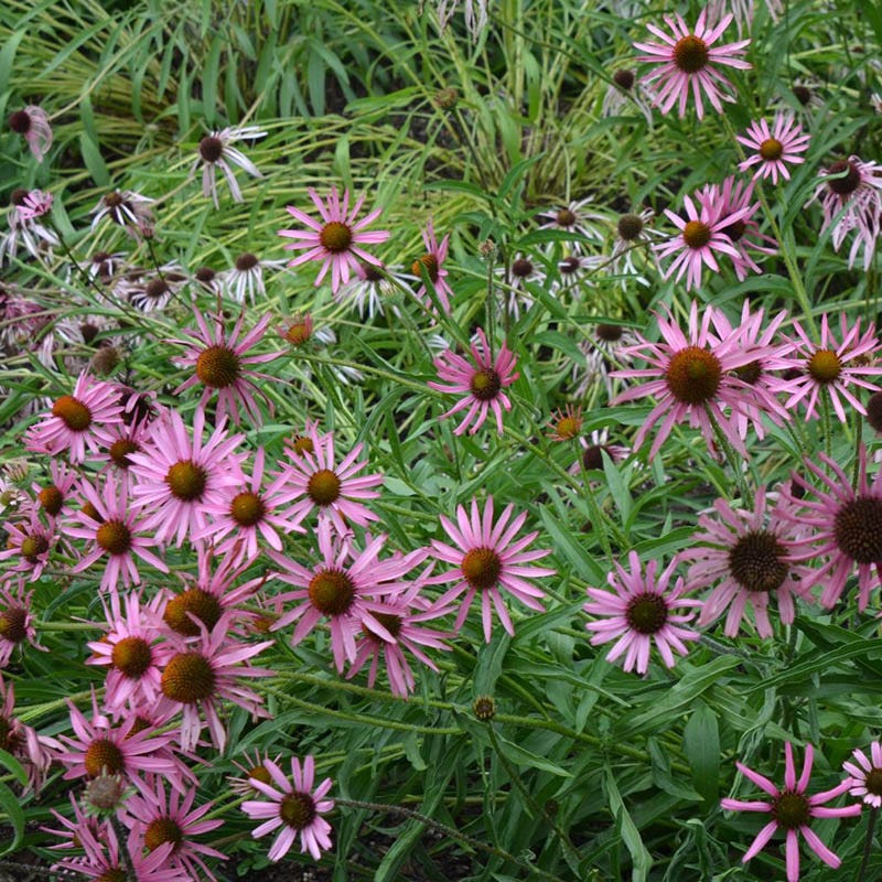 Tennessee Echinacea - Image 2