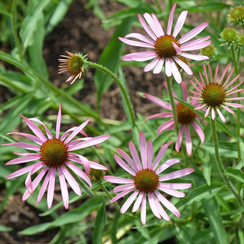 Tennessee Echinacea - Image 3