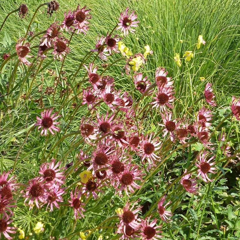 Tennessee Echinacea - Image 4