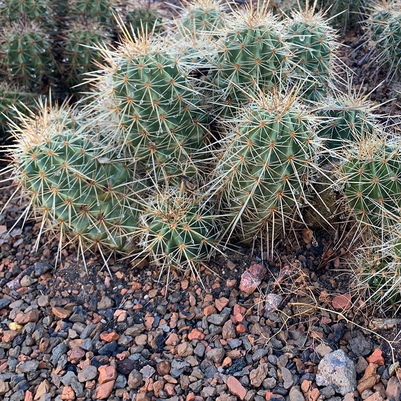 Kingcup Cactus (Echinocereus) - Image 3