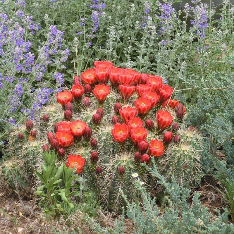 Scarlet Hedgehog Cactus (Echinocereus) - Image 2