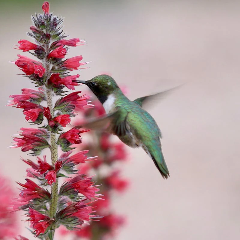 Red Feathers (Echium) - Image 4