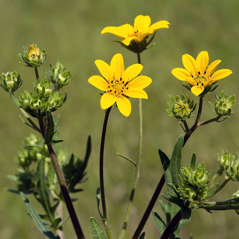Engelmann's Daisy (Engelmannia) - Image 2