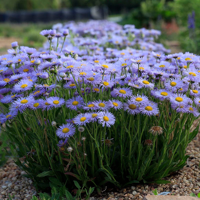 RAMBLER™ Mountain Fleabane (Erigeron) - Image 3