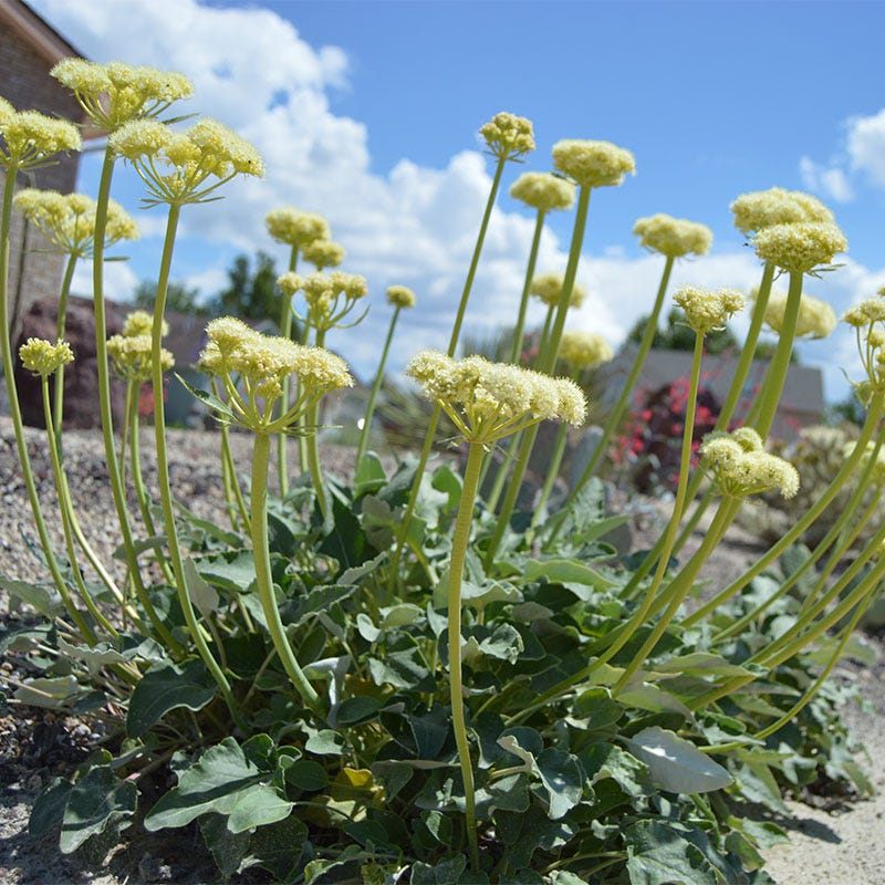 Arrowleaf Buckwheat - Image 5