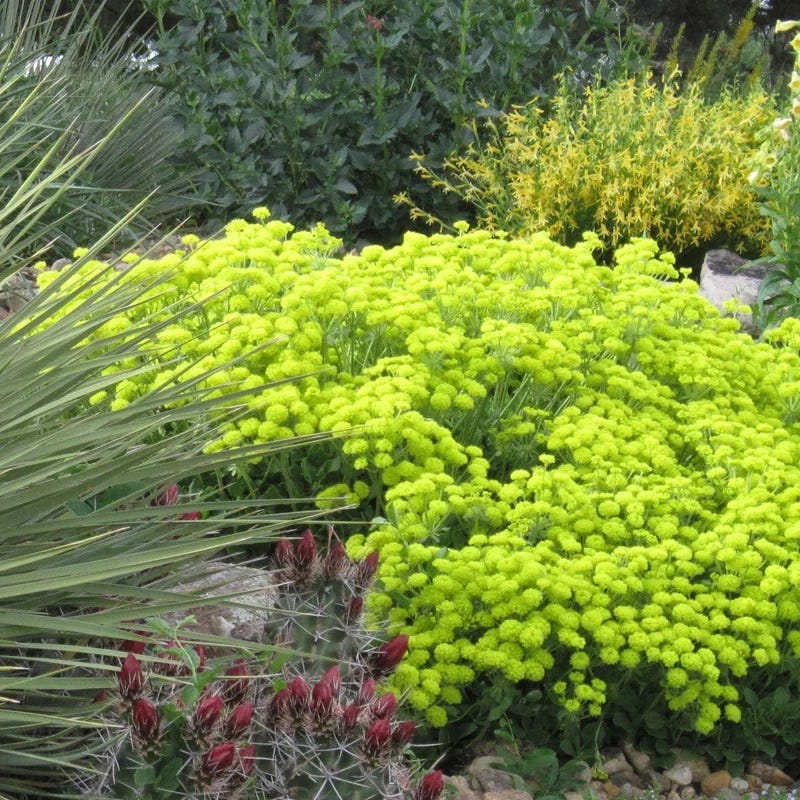 Kannah Creek®  Sulphur Buckwheat - Image 2