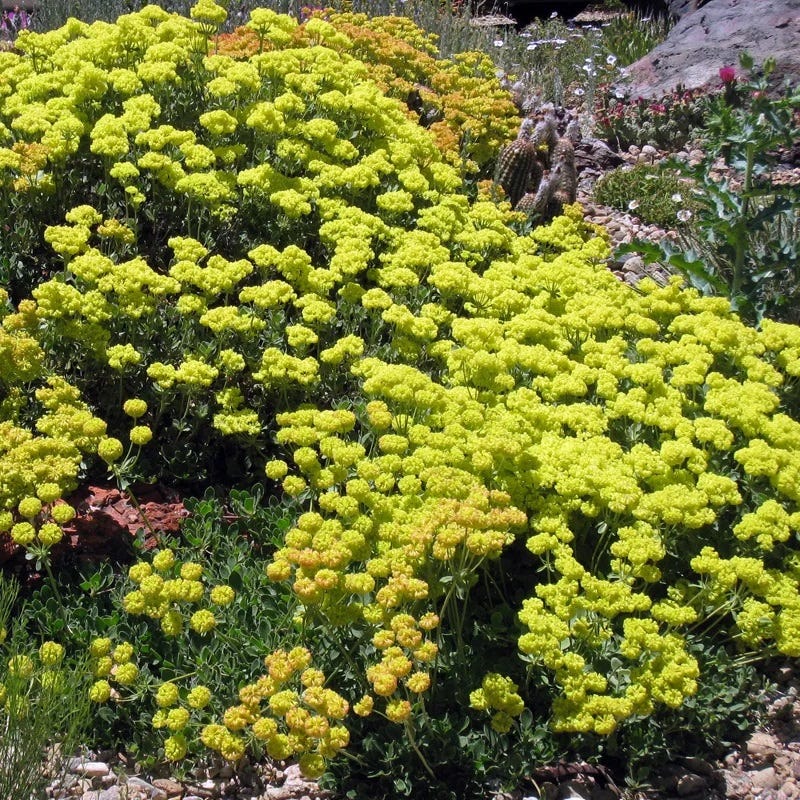 Idaho Perennial Collection - Image 7